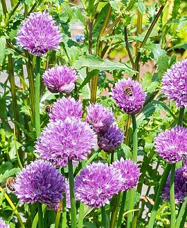 Allium schoenoprasum Pot 9 cm