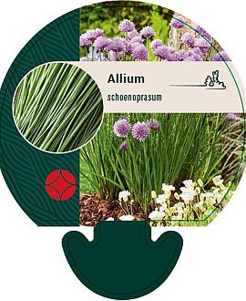 Allium schoenoprasum Pot 9 cm