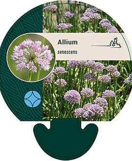 Allium senescens Pot 9 cm