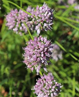 Allium senescens Pot 9 cm