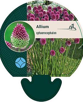 Allium sphaerocephalon Pot 9 cm