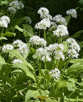 Allium ursinum Pot 9 cm
