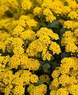 Alyssum montanum Pot 9 cm