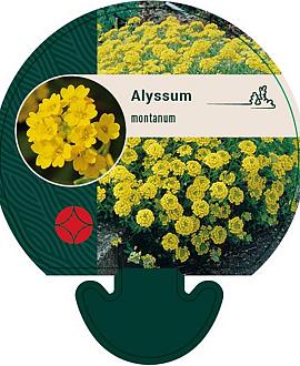 Alyssum montanum Pot 9 cm