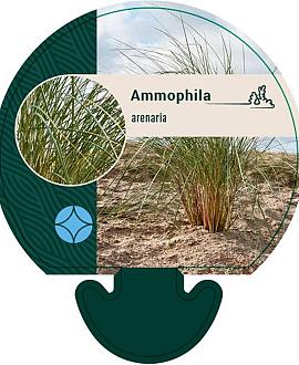 Ammophila arenaria Pot 9 cm