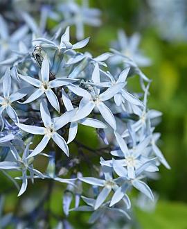 Amsonia tabernaemontana Pot 9 cm