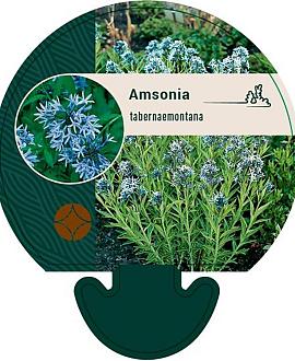 Amsonia tabernaemontana Pot 9 cm