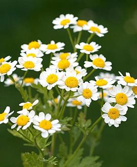 Anacyclus pyrethrum depressus Pot 9 cm