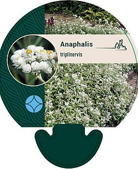 Anaphalis triplinervis Pot 9 cm