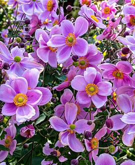 Anemone h. 'Praecox' Pot 9 cm
