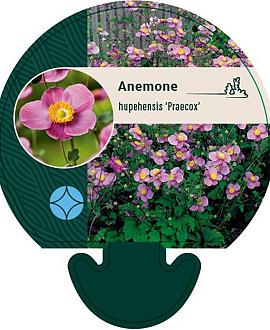 Anemone h. 'Praecox' Pot 9 cm