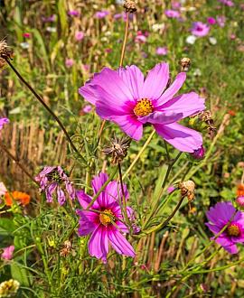 Anemone h. 'Prinz Heinrich' Pot 9 cm