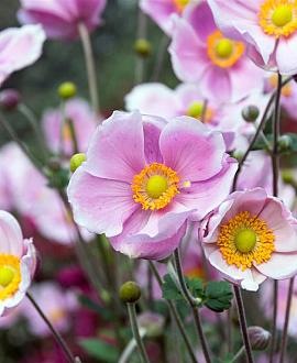Anemone h. 'September Charm' Pot 9 cm