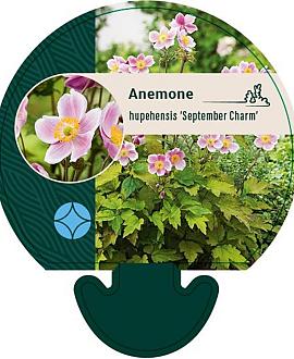 Anemone h. 'September Charm' Pot 9 cm