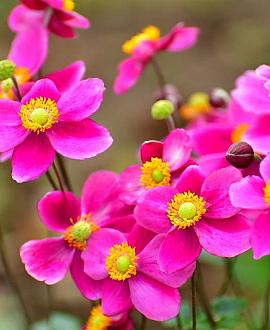 Anemone h. 'Splendens' Pot 9 cm