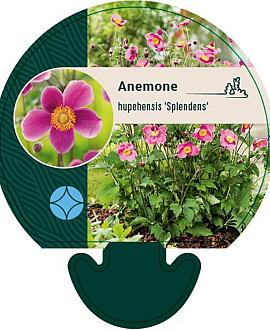 Anemone h. 'Splendens' Pot 9 cm
