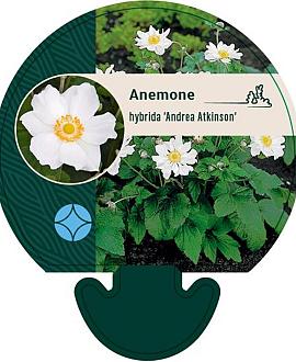 Anemone hyb. 'Andrea Atkinson' Pot 9 cm