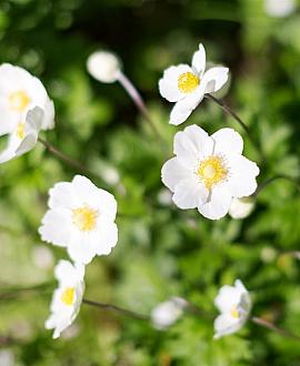 Anemone hyb. 'Andrea Atkinson' Pot 9 cm