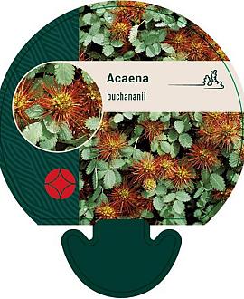Acaena buchananii Pot 9 cm