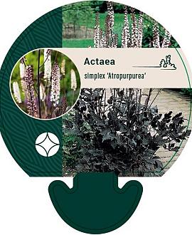 Actaea simp. 'Atropurpurea' Pot 9 cm