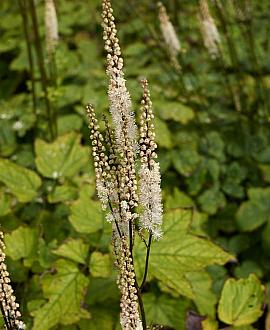 Actaea simp. 'Atropurpurea' Pot 9 cm