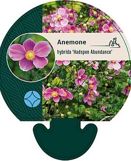 Anemone hyb. 'Hadspen Abundance' Pot 9 cm