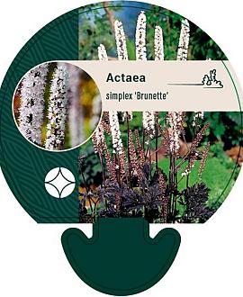 Actaea simp. 'Brunette' Pot 9 cm