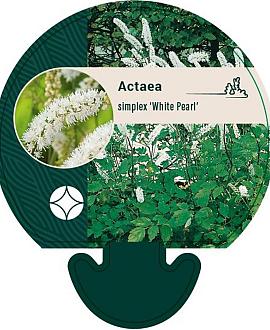 Actaea simp. 'White Pearl' Pot 9 cm