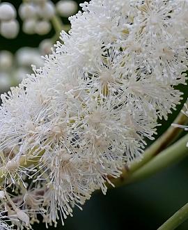 Actaea simp. 'White Pearl' Pot 9 cm