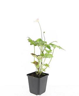 Anemone hyb. 'Honorine Jobert' Pot 9 cm