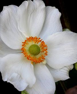 Anemone hyb. 'Honorine Jobert' Pot 9 cm