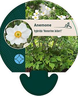 Anemone hyb. 'Honorine Jobert' Pot 9 cm