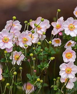 Anemone hyb. 'Königin Charlotte' Pot 9 cm