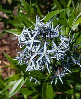 Amsonia tabernaemontana salicifolia Pot 9 cm