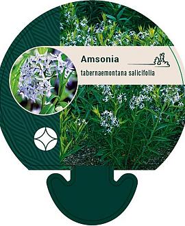 Amsonia tabernaemontana salicifolia Pot 9 cm