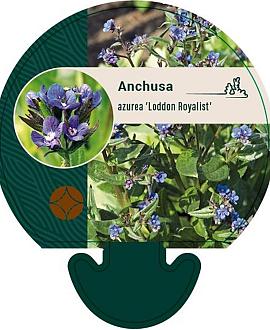Anchusa azurea 'Loddon Royalist' Pot 9 cm