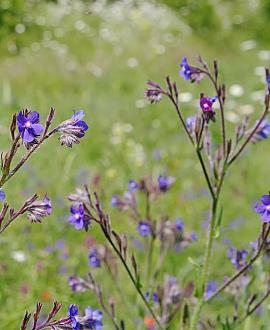 Anchusa azurea 'Loddon Royalist' Pot 9 cm