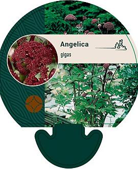 Angelica gigas Pot 9 cm