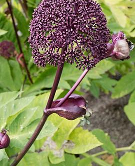 Angelica gigas Pot 9 cm