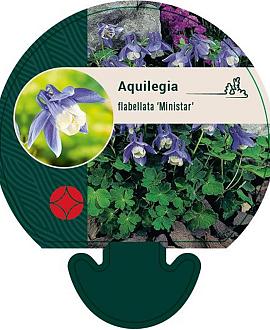 Aquilegia f. 'Ministar' Pot 9 cm