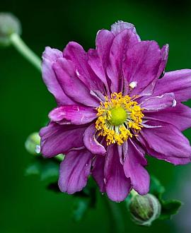 Anemone hyb. 'Pamina' Pot 9 cm