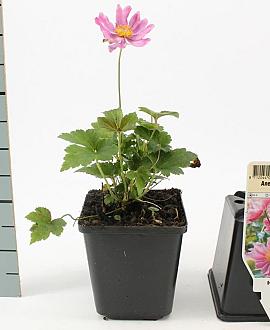Anemone hyb. 'Pamina' Pot 9 cm