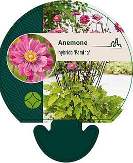 Anemone hyb. 'Pamina' Pot 9 cm