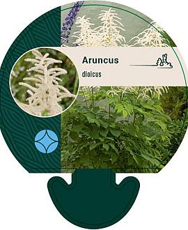 Aruncus dioicus Pot 9 cm
