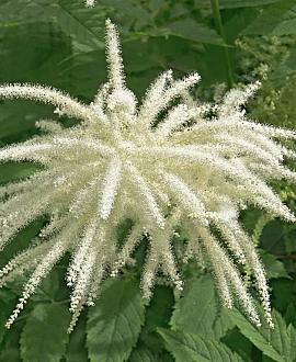 Aruncus dioicus Pot 9 cm