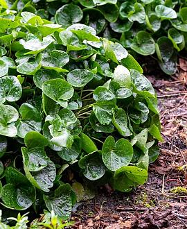 Asarum europaeum Pot 9 cm