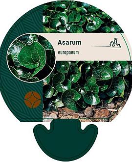 Asarum europaeum Pot 9 cm
