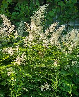 Astilbe (J) 'Deutschland' Pot 9 cm