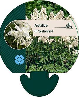 Astilbe (J) 'Deutschland' Pot 9 cm