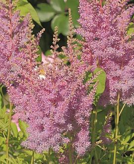Astilbe (A) 'Erika' Pot 9 cm